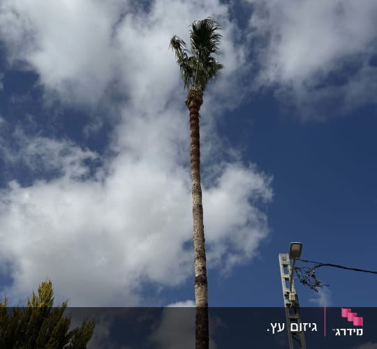 עץ דקל גבוה עם עננים בשמיים כחולים